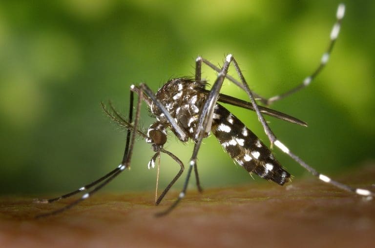 Lire la suite à propos de l’article Épidemie de dengue au Brésil : l’efficacité des moustiques transgéniques remise en question