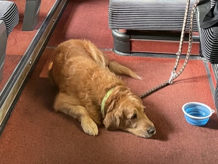 Lire la suite à propos de l’article Polémique sur les réseaux sociaux : Une Ex-députée critiquée pour sa position sur un Golden Retriever sans muselière dans un train