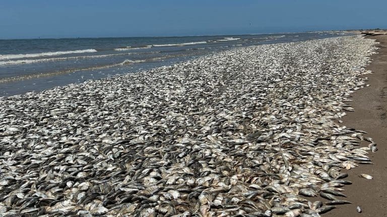 Lire la suite à propos de l’article Etats-unis : Les plages américaines confrontées à des fléaux