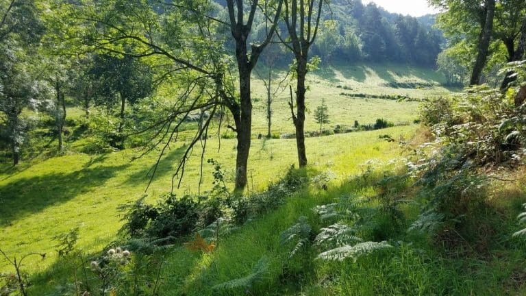 Lire la suite à propos de l’article Haute-Loire : Un nouveau dispositif pour la gestion des boisements et des friches