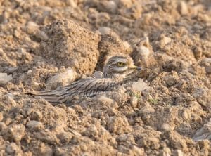 Lire la suite à propos de l’article Saint-Priest : La Métropole transforme l’ancienne friche RVI en refuge pour oiseaux en voie de disparition