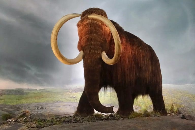 Lire la suite à propos de l’article Une entreprise affiliée au Forum économique mondial tente de ressusciter des Mammouths