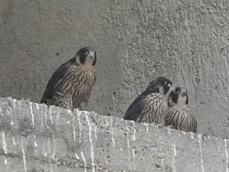 Lire la suite à propos de l’article Rillieux-la-Pape : Un couple de Faucon Pèlerin et ses quatre bébés découverts sur le Château d’Eau