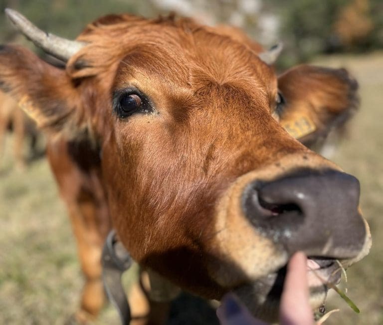 Lire la suite à propos de l’article Hautes-Alpes : La ferme de Baumugnes accueille des mineurs en difficultés