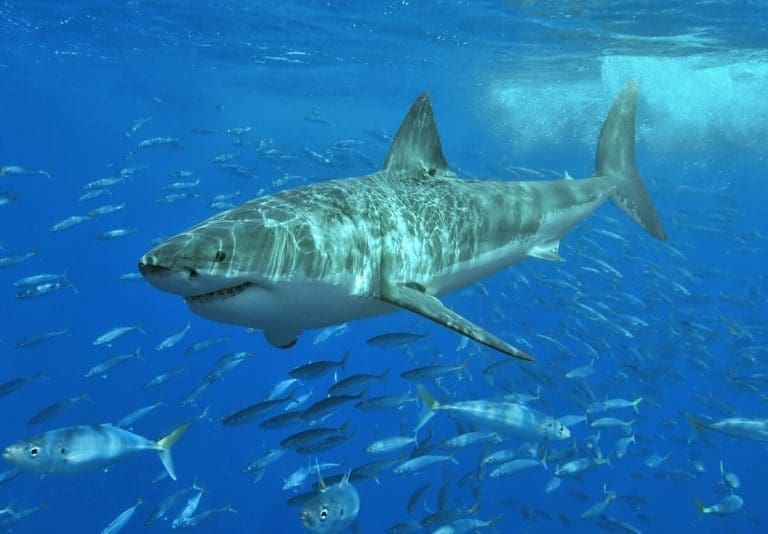 Lire la suite à propos de l’article Var : Un grand requin blanc photographié à Port-Cros, un événement exceptionnel en Méditerranée