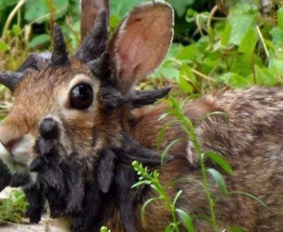 Lire la suite à propos de l’article Colorado : Les « lapins Frankenstein »suscitent le buzz sur les réseaux sociaux