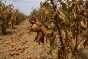 Lire la suite à propos de l’article Turquie : la tension monte entre Ankara et Ferrero sur fond de pénurie mondiale