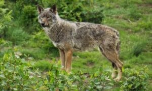 Lire la suite à propos de l’article Loup : une population stable à 1.082 individus selon l’OFB en 2025, mais des inquiétudes pour 2026