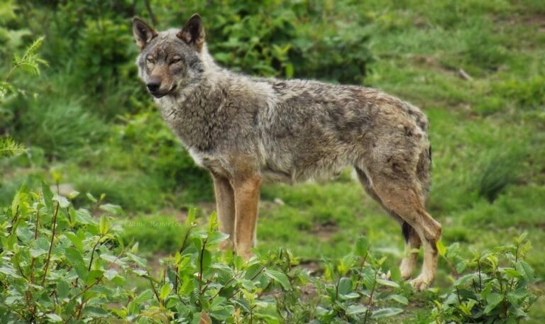 Lire la suite à propos de l’article Loup : une population stable à 1.082 individus selon l’OFB en 2025, mais des inquiétudes pour 2026