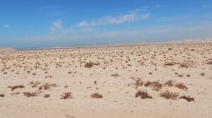 Lire la suite à propos de l’article Sahara occidental : l’ONU valide le plan marocain et ouvre la voie à des négociations historiques