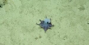 Lire la suite à propos de l’article Découverte scientifique : un poulpe bleu des abysses identifié comme une nouvelle espèce aux Galápagos