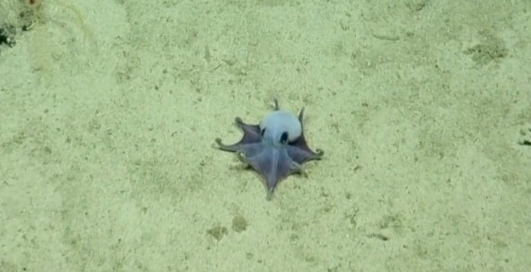 Lire la suite à propos de l’article Découverte scientifique : un poulpe bleu des abysses identifié comme une nouvelle espèce aux Galápagos