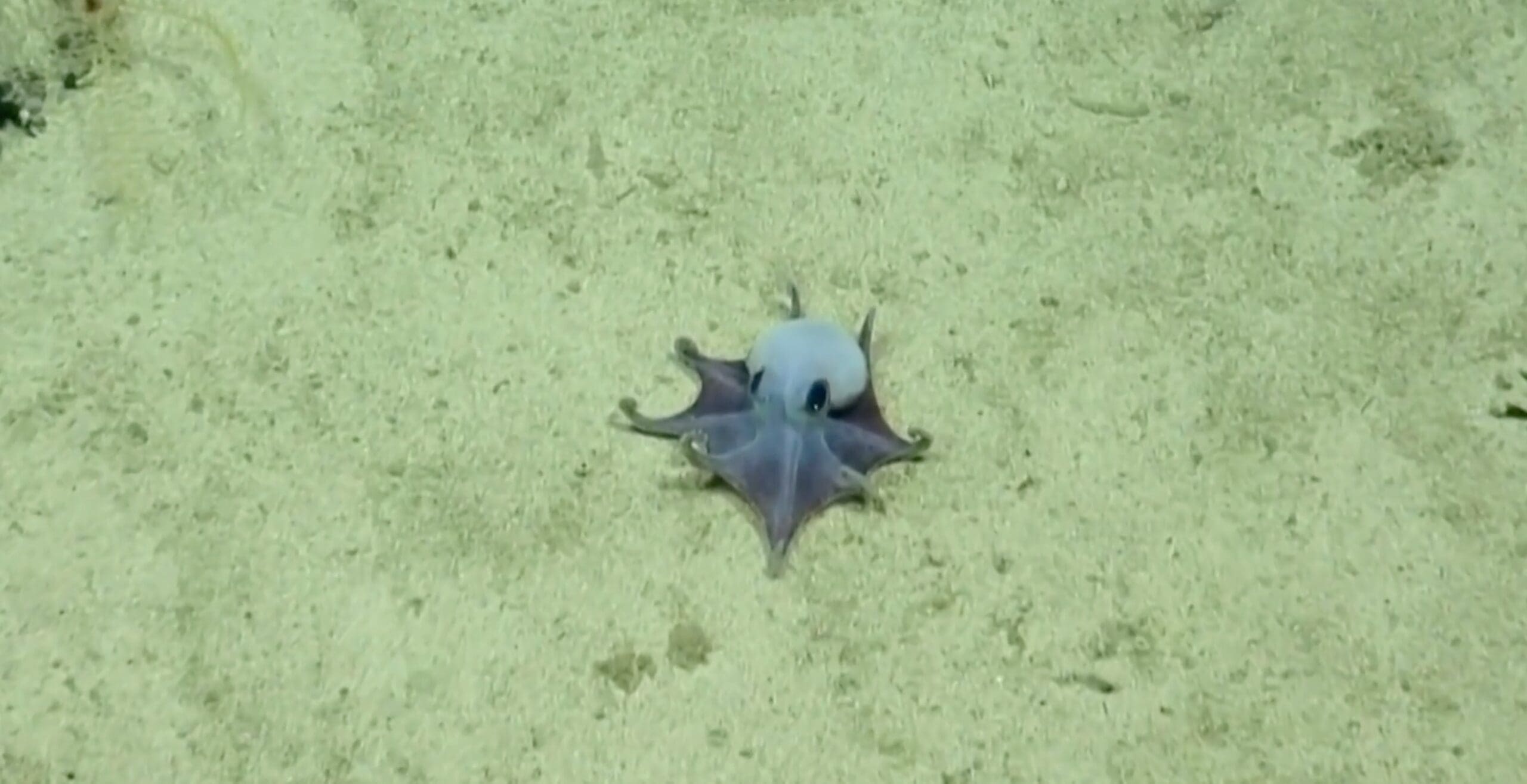Le poulpe bleu, de la nouvelle espèce « Microeledone galapagensis », à plus de 1.700 m de profondeur au large des îles Galapagos. Photo : Capture d'écran de La Libre.