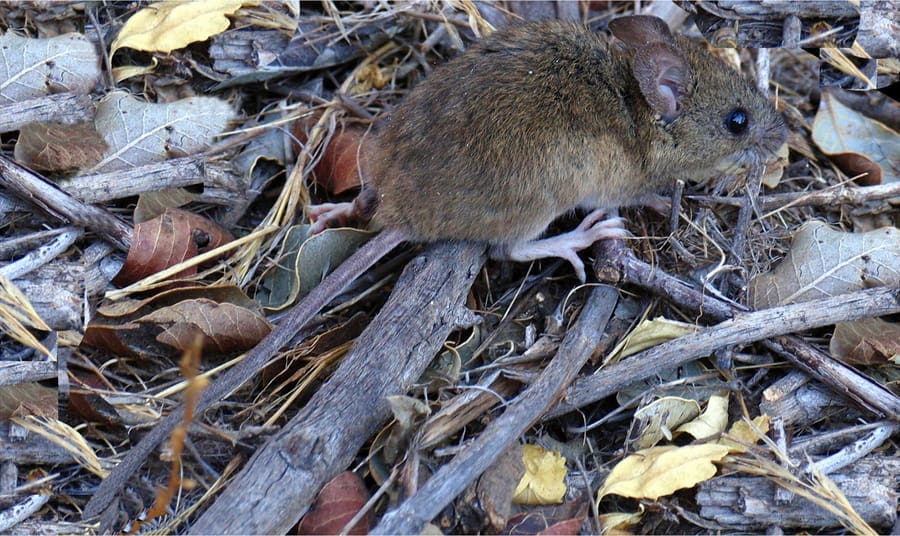 You are currently viewing Hantavirus : une mission scientifique traque les rongeurs suspects à Ushuaia