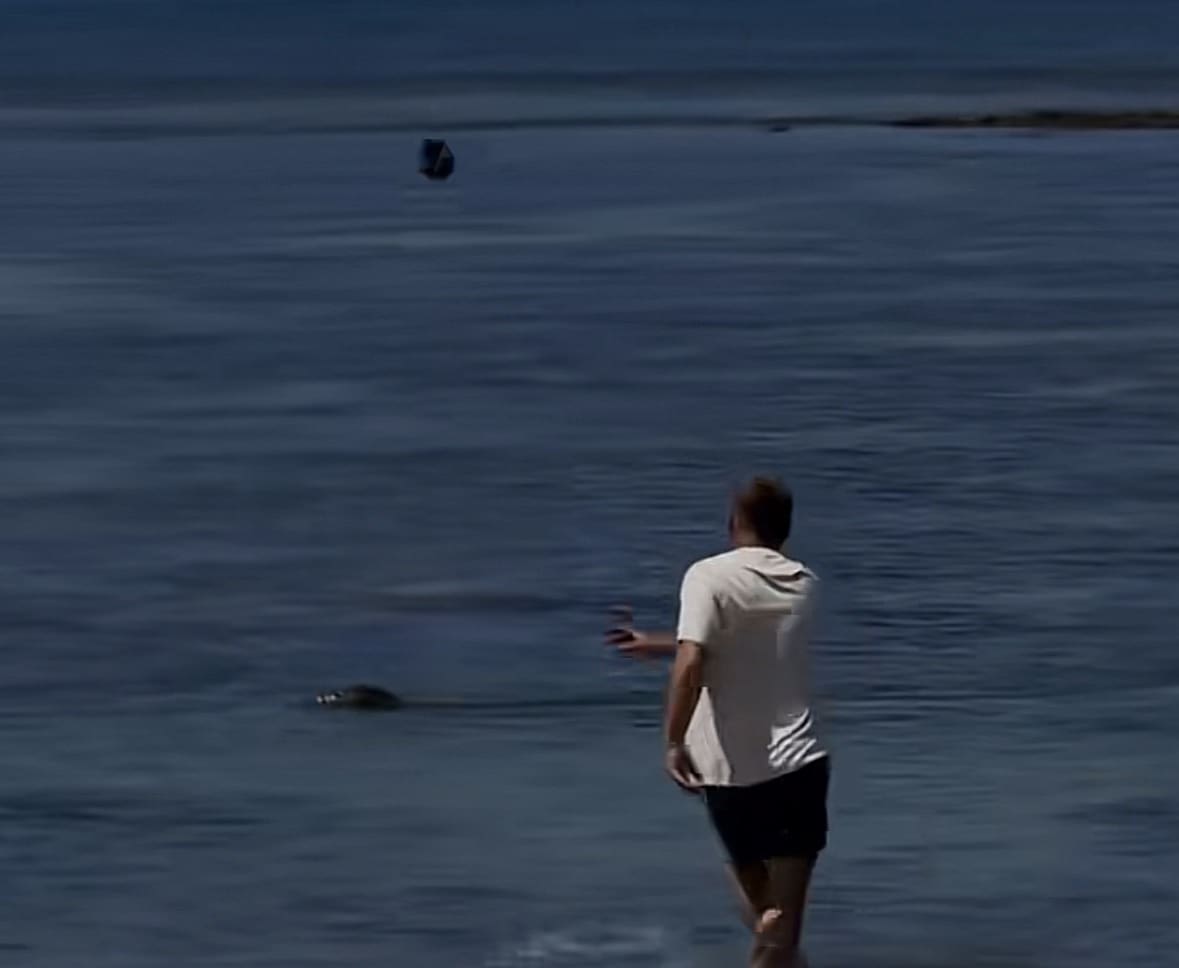 En voyage à Hawaï, un touriste américain surpris en train de jeter une pierre sur un phoque sur une plage. Photo : Capture d'écran de @ingemarwan / TikTok.