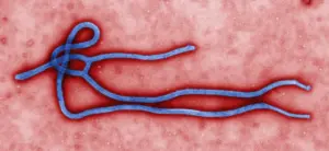 Lire la suite à propos de l’article Épidémie Ebola en RDC : l’OMS alerte, situation extrêmement grave