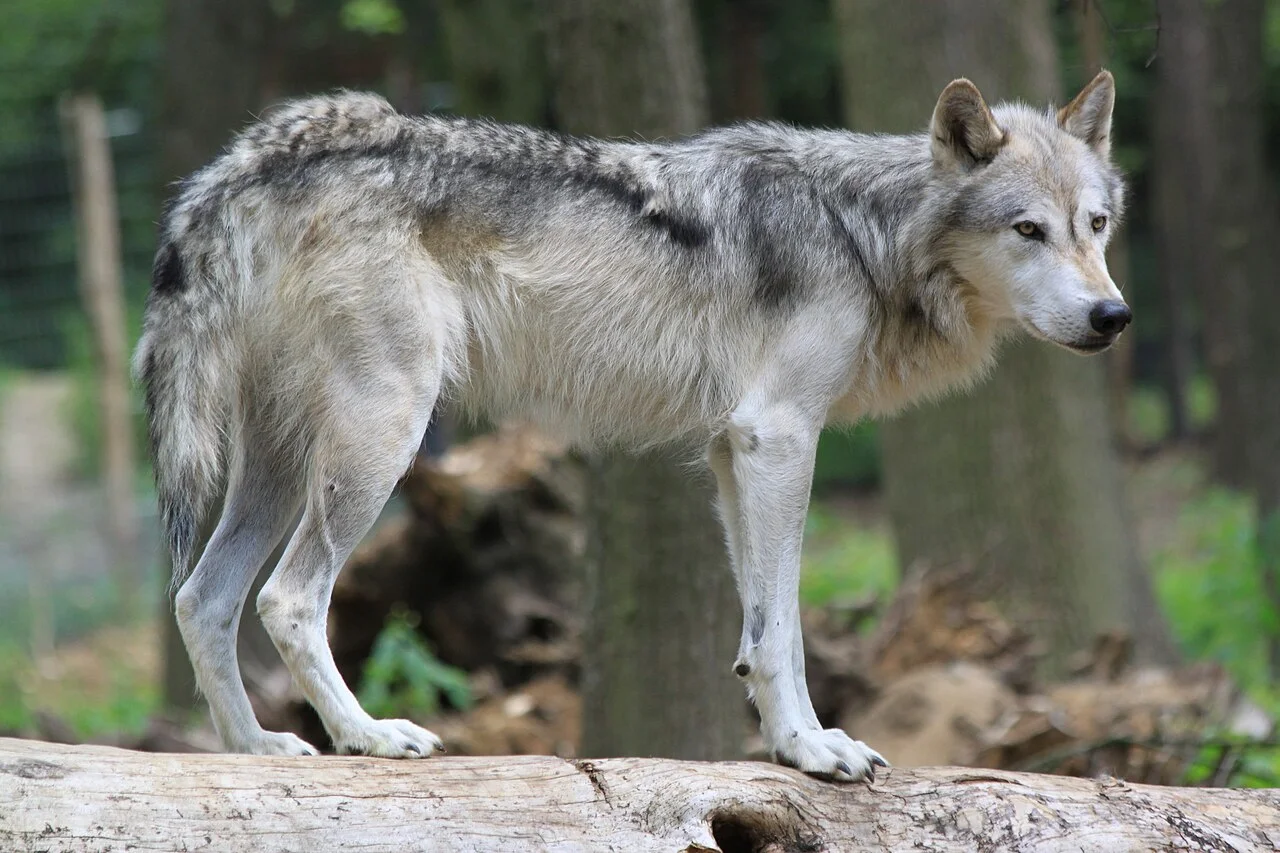 You are currently viewing Loup : la présence du prédateur confirmée dans la Loire
