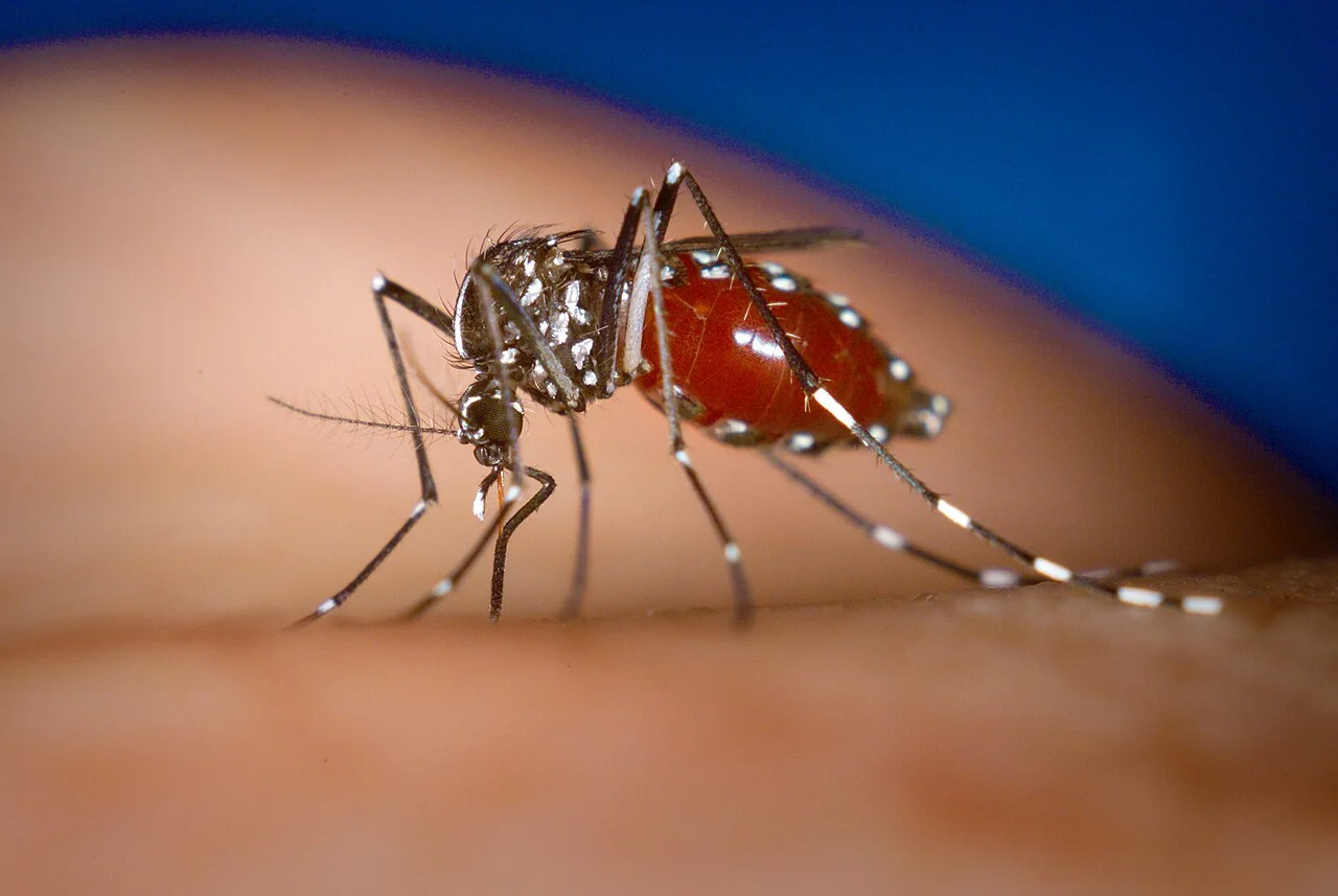 Un moustique-tigre (Aedes albopictus)