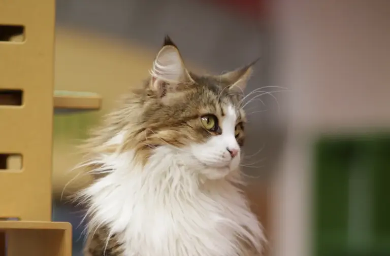 Lire la suite à propos de l’article Haute-Savoie : un deuxième chat Maine Coon retrouvé pendu